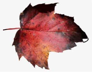 Red Leaf Png - Dead Leaf Transparent #1194246