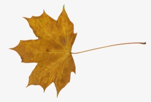 Maple Leaf Png - Leaves Transparent #1194750