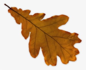 Through Walking I Tuned Back Into Who I Was And What - Maple Leaf #1195842