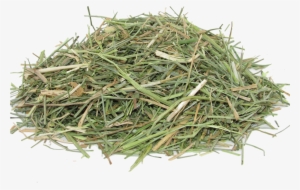 Grass - Artificial Turf #1197117