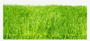 Lawns - Lawns Png #1197269