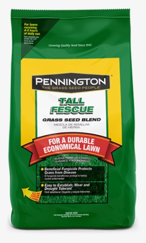 Tall Fescue - Grass Seed - Pennington Kentucky Bluegrass Grass (green) Seed, 3 #1197289