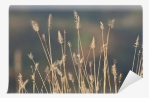 Teasel #1197511