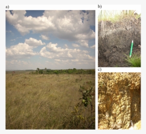 General Aspects Of A Humid Grassland During The Dry - Grass #1198023