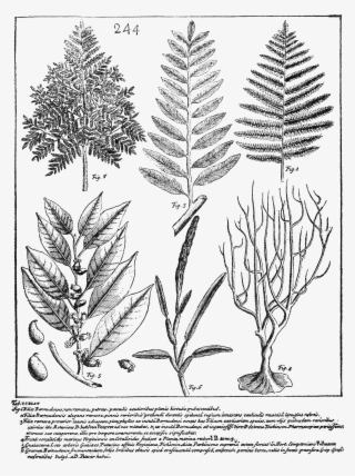 Psm V70 D509 Species Of Dryopteris Still Growing In - Bermuda #1198475