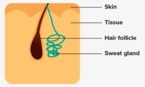 Endocrine Glands - Sweat Gland #1199078