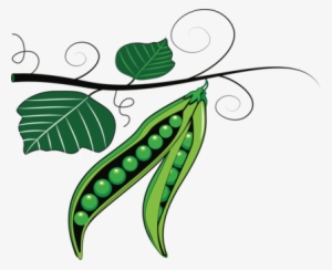 Peas Drawing Green Bean Png Library Library - Green Pea #1199329