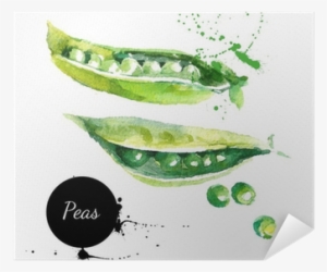 Hand Drawn Watercolor Painting On White Backgroundœ - Горох Акварелью #1199357