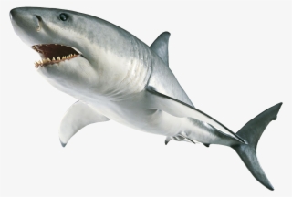 Download Amazing High-quality Latest Png Images Transparent - Great White Shark Png #1199551