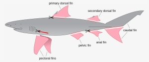 A Look At Shark Finning - Fins On A Shark #1199593