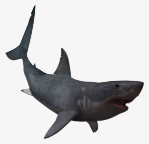 Drawing Shark Real Svg Library Download - Giant Shark No Background #1199801
