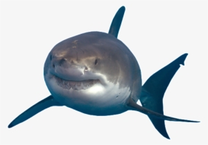 Shark Transparent Png - Great White Shark Shark Png #1199974