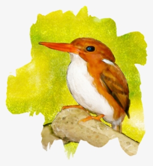 Bird Photographer, Lister Or Non Lister, We Are Here - Rufous Hummingbird #120163