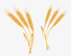 Oat Crop Drawing Png #120394