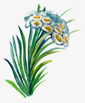 Hand-painted Plant Cartoon Transparent Watercolor Material - Watercolor Painting #120427