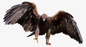 Eagle Transparent Background Png - Golden Eagle Clear Background #120846