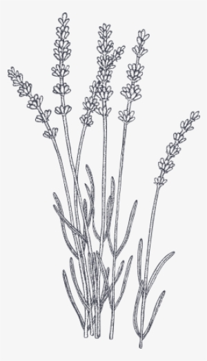 Anti-inflammatory And Calming, Organic Lavender Oil - Lavender Illustration #120890