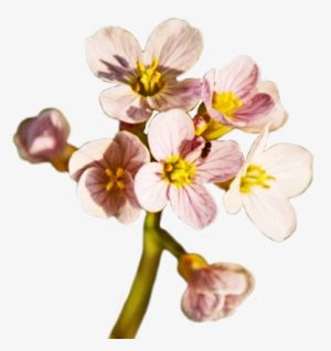 Spring Flower Png Free Download - Spring Flower Png Transparent #121516
