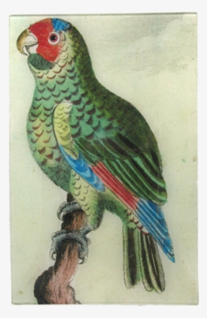 Parrot - Macaw #121832
