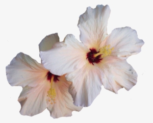 Hibiscus Png Transparent Image - White Hibiscus Flower Png #121882