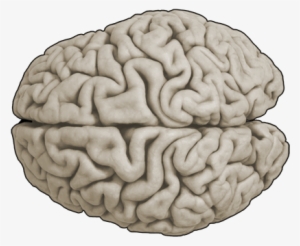 Neuroscience With Cdrom #121940