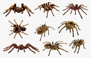 Spider - Spider Clipart #121961