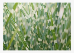 Stripped Ornamental Grass Background Poster • Pixers® - Ornamental Grass #121999