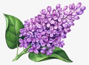 Drawing Of A Lilac #122085