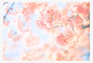 Cherry Blossom #122087 Cherry Blossom #122087