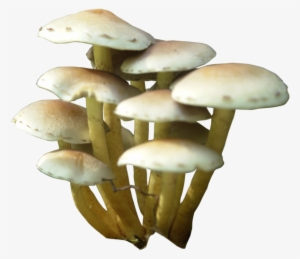 Svg Download Fungi Drawing Watercolor - Mushroom Animated Gifs No Background #122282