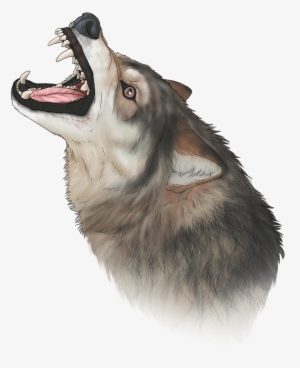 Wolf Chomp #122373 Wolf Chomp #122373