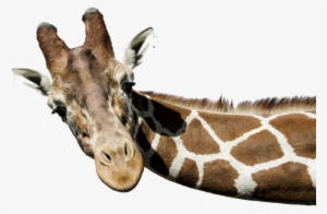 Giraffe Png Free Download - Giraffe Png #122816