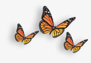 Butterflies Transparent Bunch - Butterfly #122911