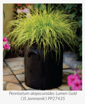 We Introduced Lumen Gold Fountain Grass Earlier This - Flowerpot #122969