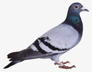 Pigeon Png Image - Pigeon Png #123022