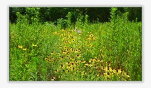 Kenesserie Tallgrass Prairie Chatham Kent - Dandelion #123767