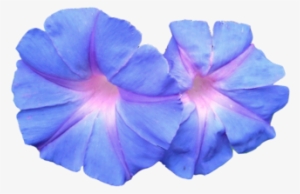 Vaporwave Png Pack - Blue Flowers Png Aesthetic #123772