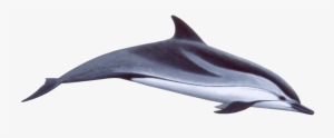 Cute Swimming Dolphin Png Image #123890