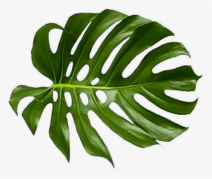 Tropical Palm Png - Tropical Palm Leaf Png #124077