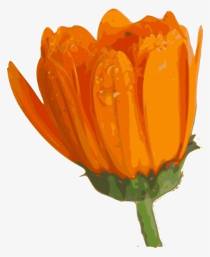 Flower Clip Art At Clker - Blooming Flower Clipart Transparent #124249