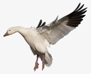 Download Amazing High-quality Latest Png Images Transparent - Bar Headed Goose Png #124676