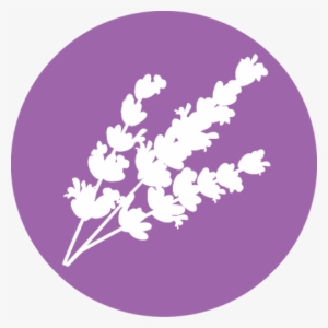 Lavender #124900