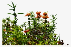 Garden Background Png Clip Art Royalty Free - Wildflowers Png #125020