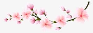 Flores Flor Bonita Rosa 5 Png - Transparent Cherry Blossom Branch #125142