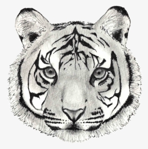 Tiger #125166