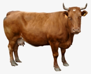 Cow Png #125768