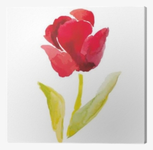 Red Tulip On The White Background - Watercolor Painting #126134