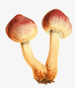 This Graphics Is Two Small Mushrooms Connected To The - Mushroom #126317