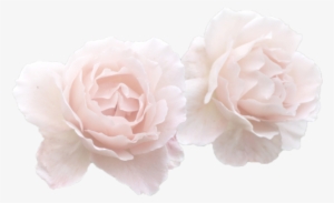 Rose, Flowers, And Pink Image - Kpop Text Tumblr Transparent #126412