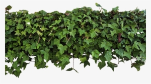 Ivy Overhang Png By Evelivesey - Ivy Texture Png #127155